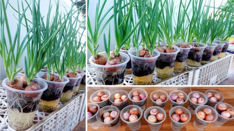 This simple method turns kitchen scraps into fresh onions in just days…