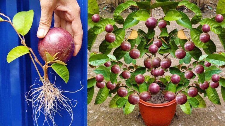 This forgotten trick makes growing star apple trees so easy… you’ll be amazed!
