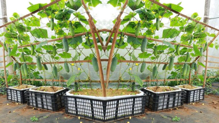 This simple trick transforms your terrace into a cucumber paradise…