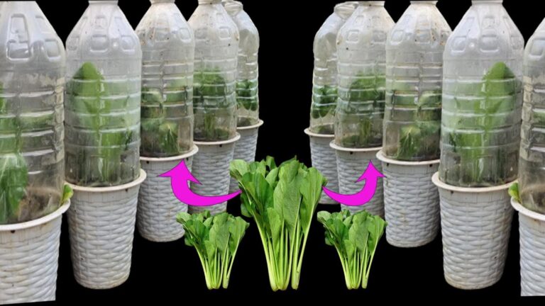 This simple technique transforms any space into a thriving mini greenhouse…