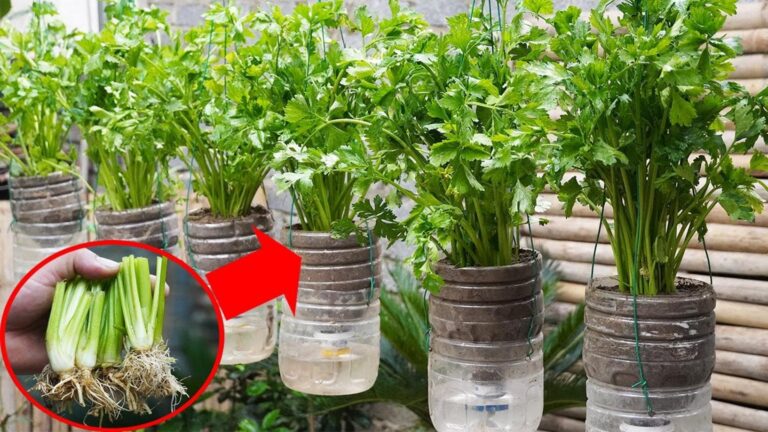 This simple method transforms plastic bottles into abundant celery plants…