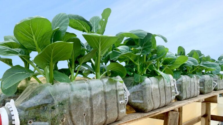 This simple technique turns plastic bottles into thriving vegetable gardens…