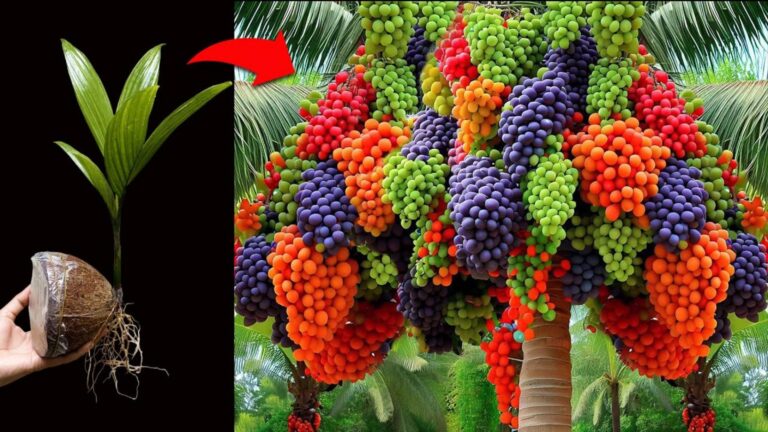This simple trick transforms coconuts into delicious grape-fruit hybrids… you won’t believe the taste!