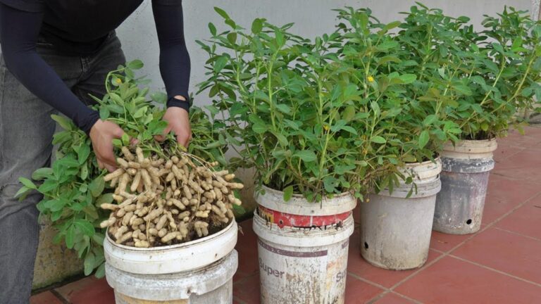 This simple technique can yield a basket of peanuts at home…discover how!