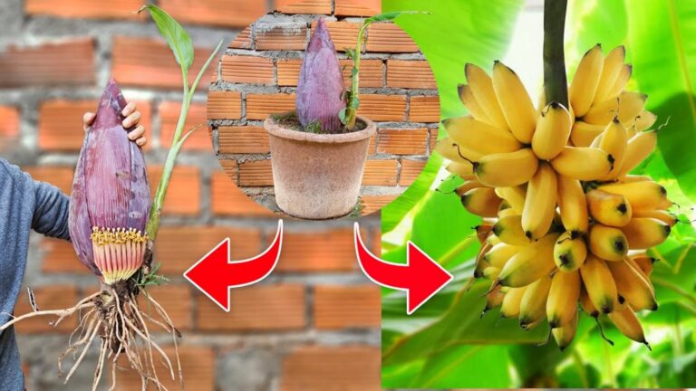 This forgotten trick helps you graft banana trees with aloe vera for rapid growth…
