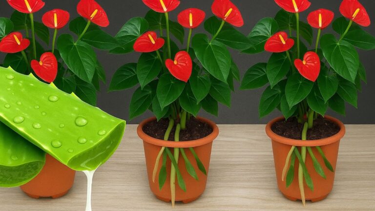 200 Ways Red Anthurium Blooms 200× Stronger Than Banana Peels Year-Round!