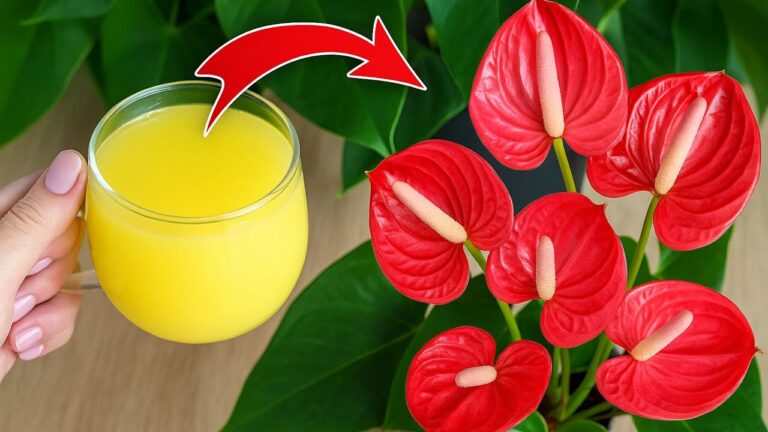 Grow Bustling Anthurium with Just 1 Cup: 7 Tips for Faster Blooms!