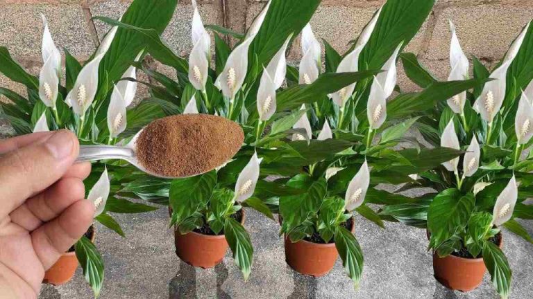 Peace Lilies: The One Essential Step for Years of Beauty