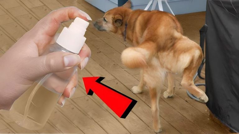 Stop Dogs from Peeing in Your Yard: Simple Tips That Work