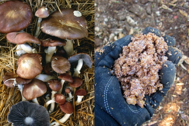 Mastering the Art of Growing Wine Cap Mushrooms at Home