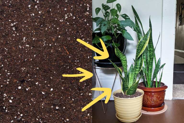 The Truth About All-Purpose Potting Mix: A Houseplant’s Worst Enemy