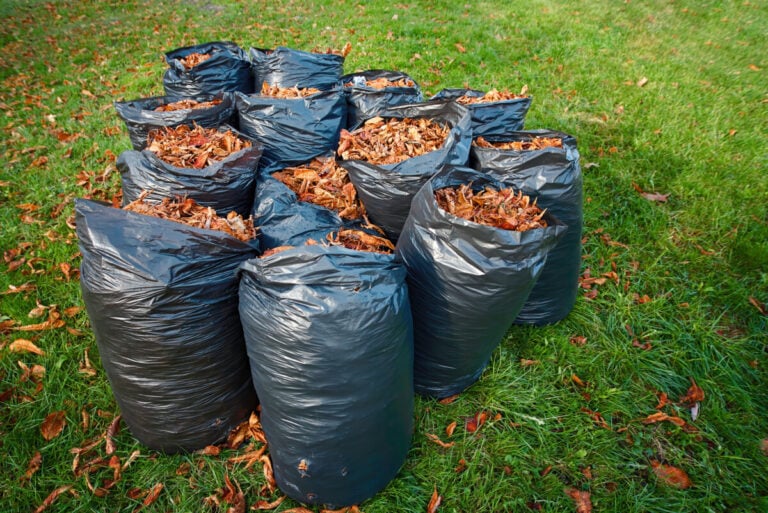 Stop Bagging Leaves! 5 Reasons to Embrace Nature’s Best Recycling