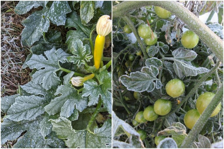 Are Frosty Vegetables Safe to Eat? Here’s What You Need to Know!