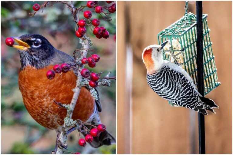 7 Essential Bird Feeding Tips for a Thriving Backyard in Fall