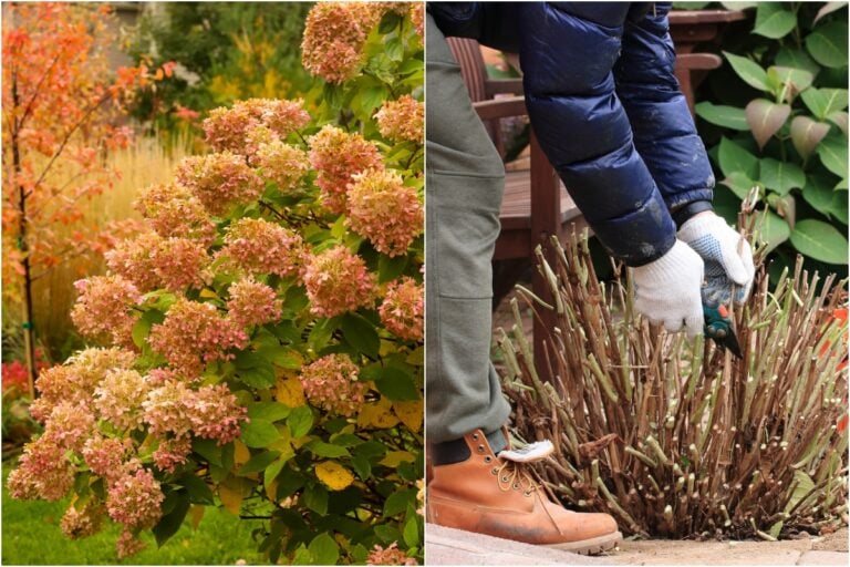 4 Essential Fall Hydrangea Tips and One Mistake to Avoid