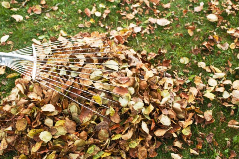 7 Simple Fall Lawn Tips for a Low-Maintenance Yard
