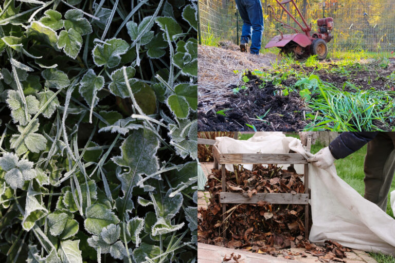 17 Essential Gardening Tasks to Tackle Before Winter Arrives