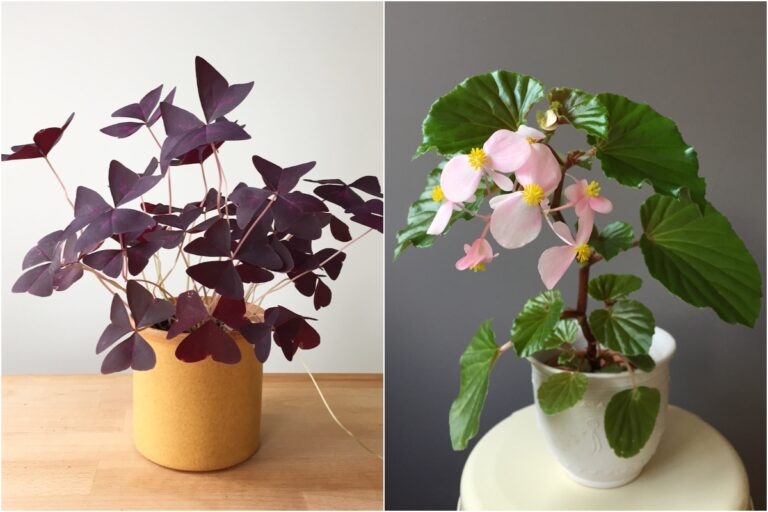 5 Outdoor Plants That Make Great Indoor Beauties + Tips for Transitioning