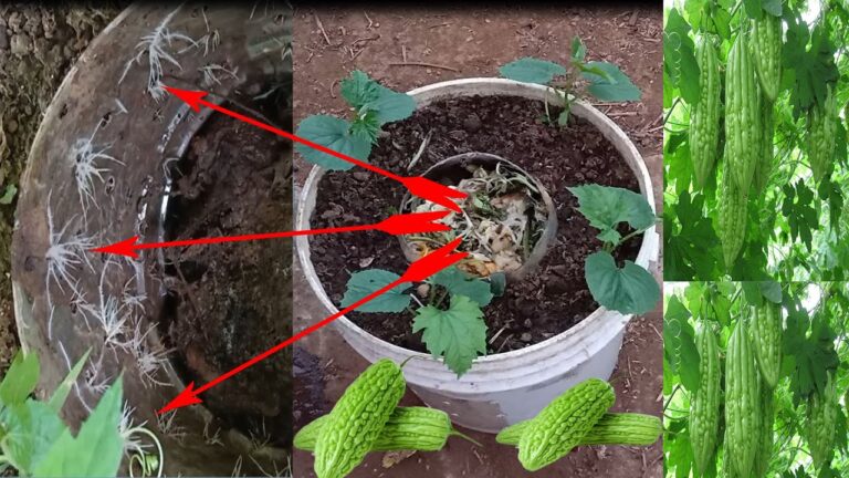 5 Creative Ways to Grow Bitter Melon at Home Using Recycled Materials