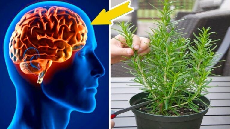 Boost Brain Power: 5 Plants That Enhance Memory and Combat Alzheimer’s