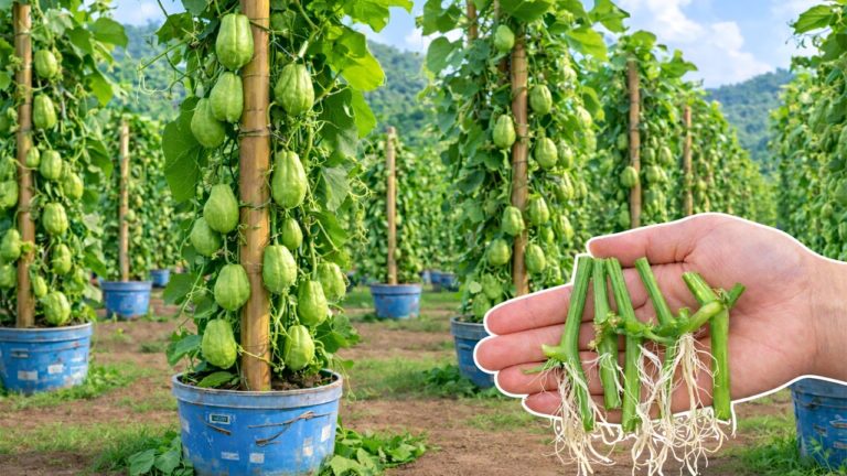 Grow 7 Chayote Cuttings Effortlessly with This Simple Method!