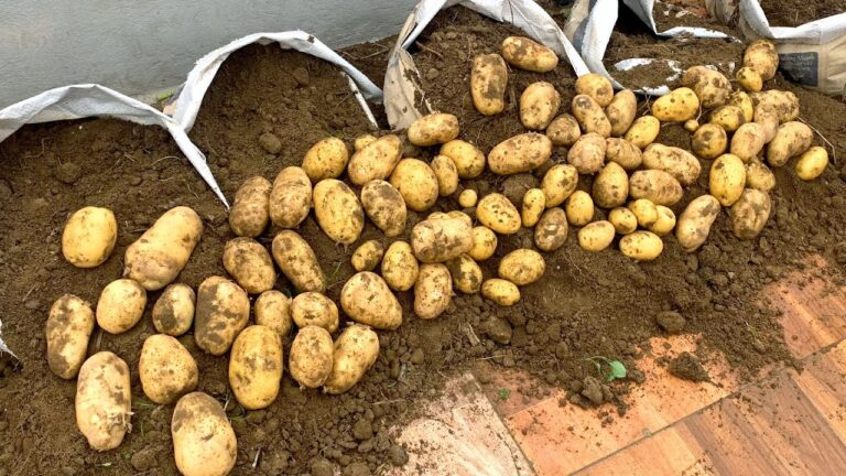 5 Easy Steps to Grow Potatoes at Home for a Bountiful Harvest on Your Terrace