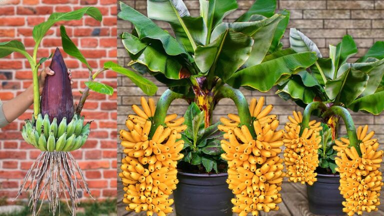 7 Proven Techniques for Grafting Banana Trees from Flowers for Maximum Fruit Output