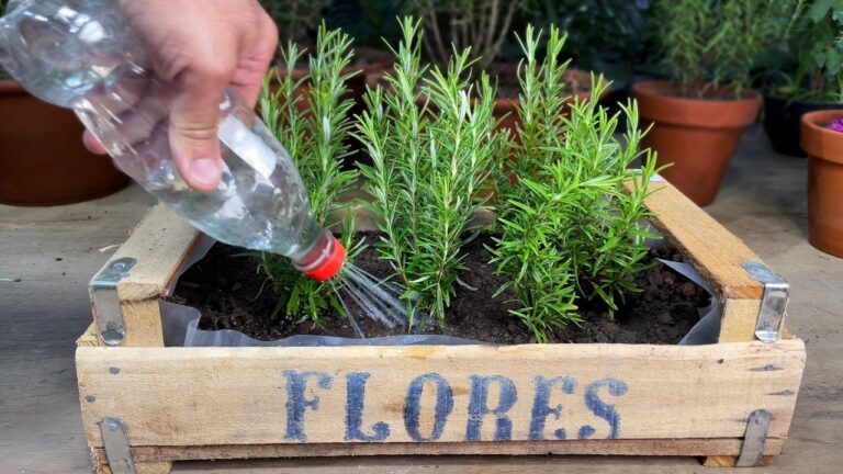 5 Easy Steps to Multiply Rosemary and Keep It Forever