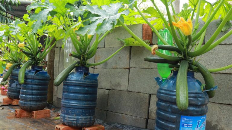 5 Easy Steps to Grow Zucchini in Containers for a Thriving Garden