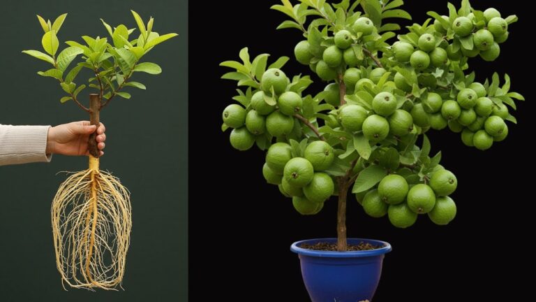 5 Proven Steps to Make Your Guava Tree Cuttings Thrive Instantly!