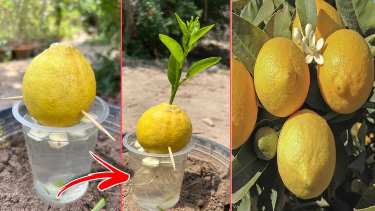 6 Easy Tips to Grow Lemon Trees at Home for Delicious Fruits!