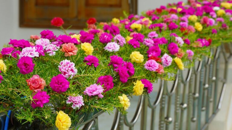 10 Creative Balcony Garden Ideas to Grow Beautiful Portulaca on Your Railing