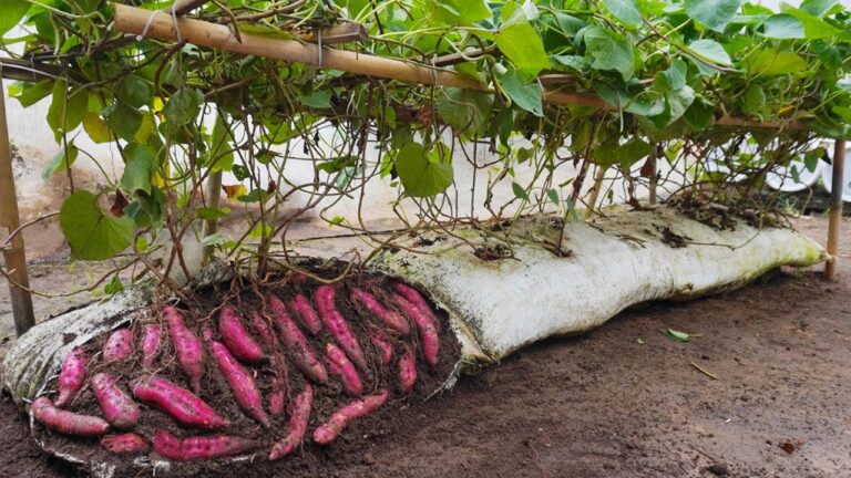 7 Surprising Benefits of Growing Sweet Potatoes in Soil Bags for Bigger Harvests!