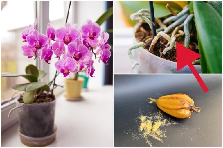 22 Essential Tips Every Orchid Owner Must Know