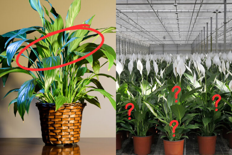 The Secret to Making Your Peace Lily Bloom Beautifully