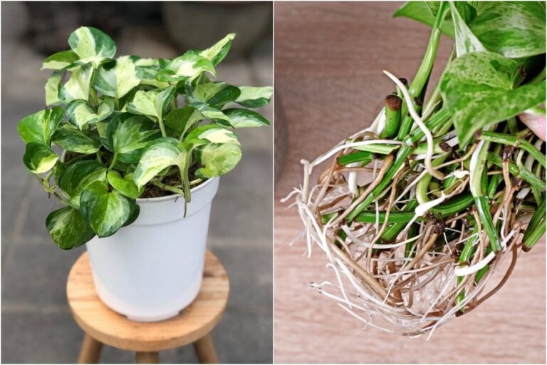 The Secret to Thriving Pothos: My Top Houseplant Choice