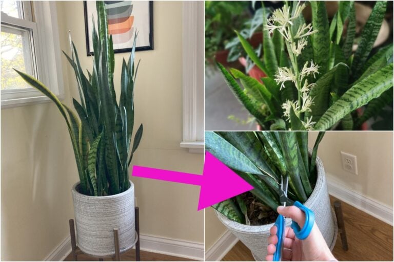 10 Essential Tips Every Snake Plant Owner Should Know