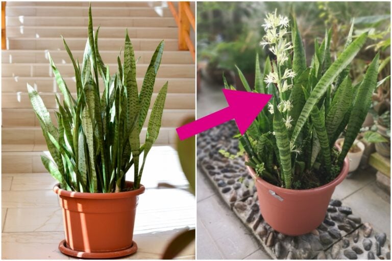 The Secret to Making Your Snake Plant Bloom
