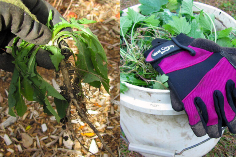 10 Clever Hacks to Beat Those Annoying Weeds